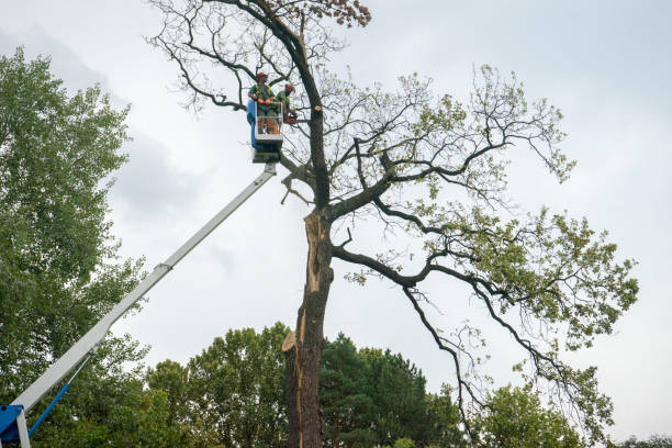 The Steps Involved in Our Tree Care Process in Benwood, WV